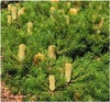 Banksias