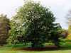 Algerian Oak, Mirbeck Oak