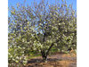 Common Pear, European Pear