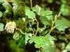 Grevillea aspleniifolia